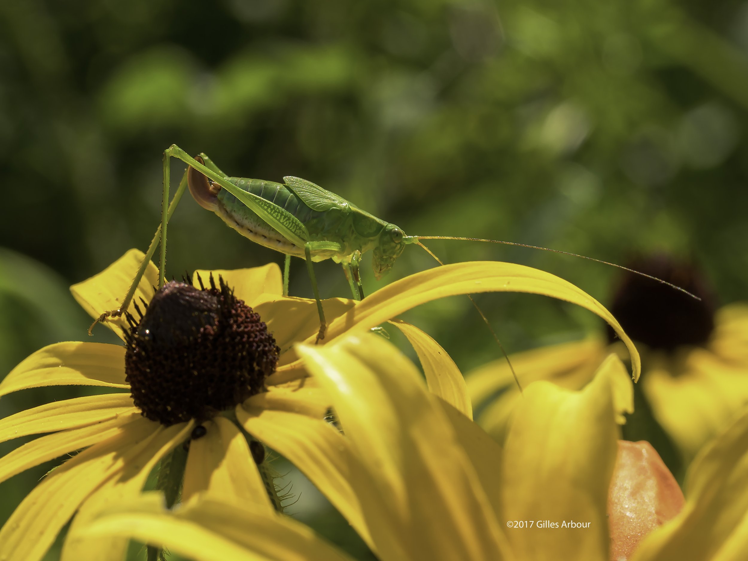 Tettigonidae femelle.jpg