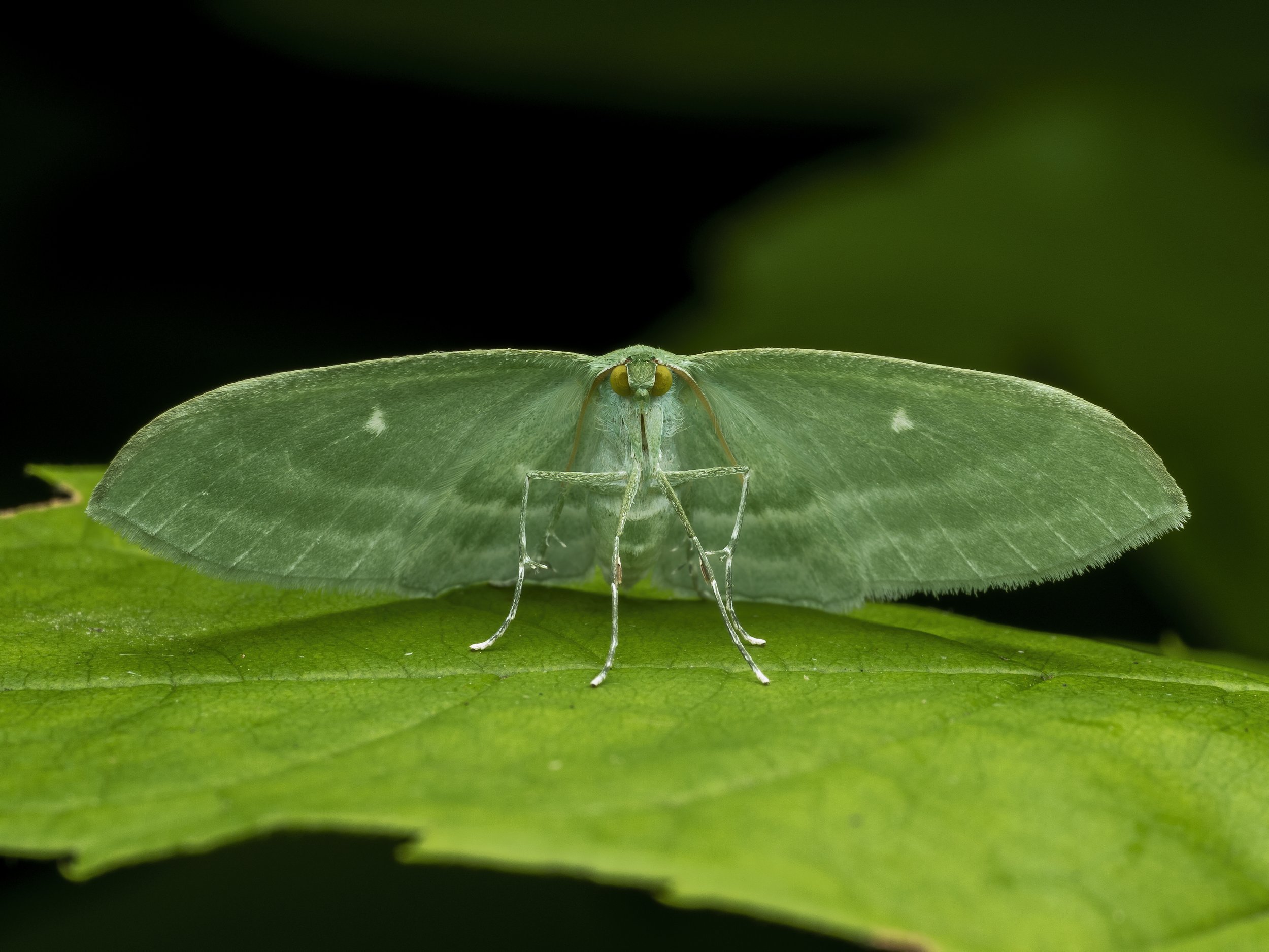 Geometridae.jpg