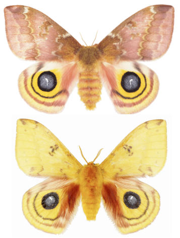 Chambre partagée étudiant (2 personnes)