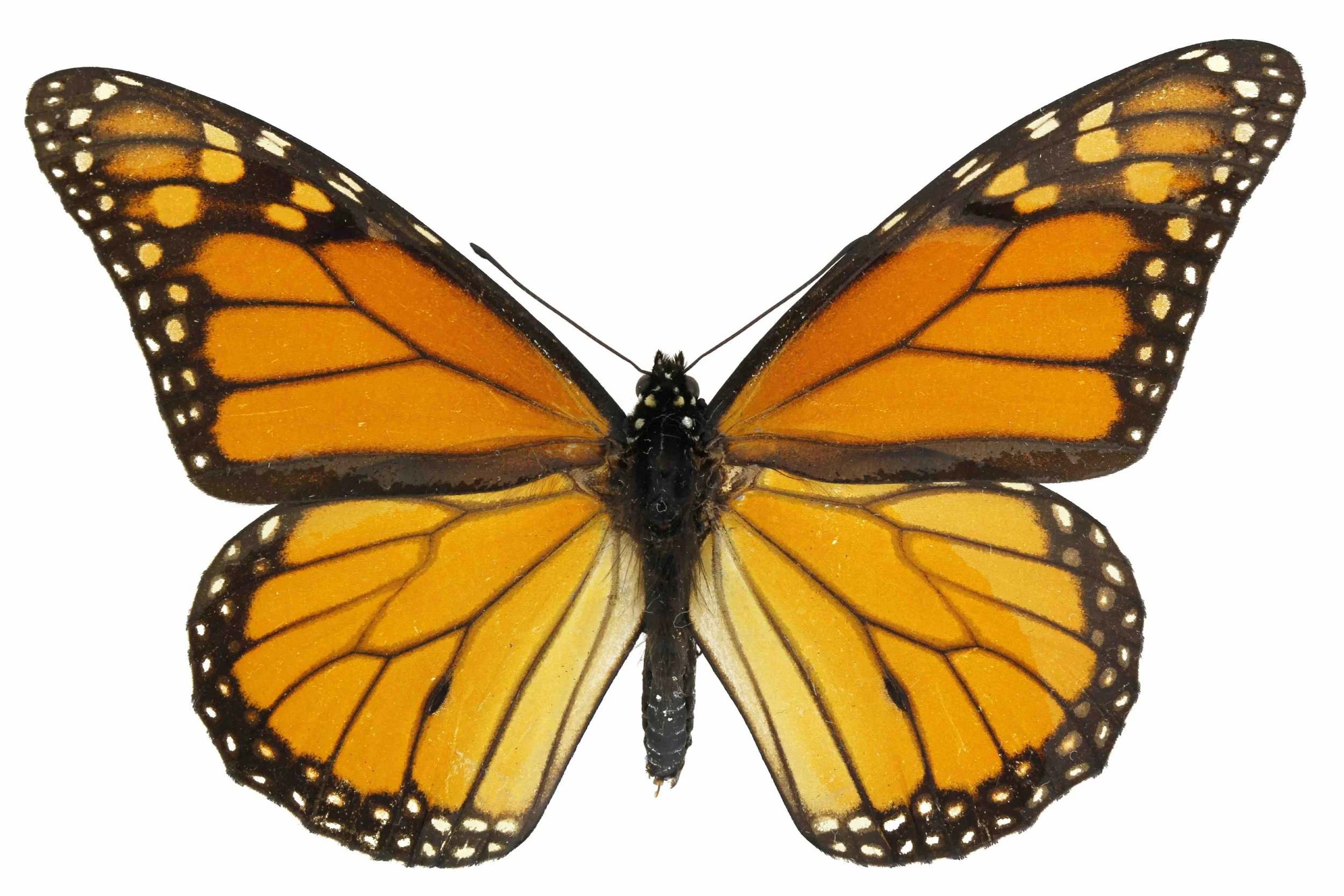Danaus plexippus.jpg