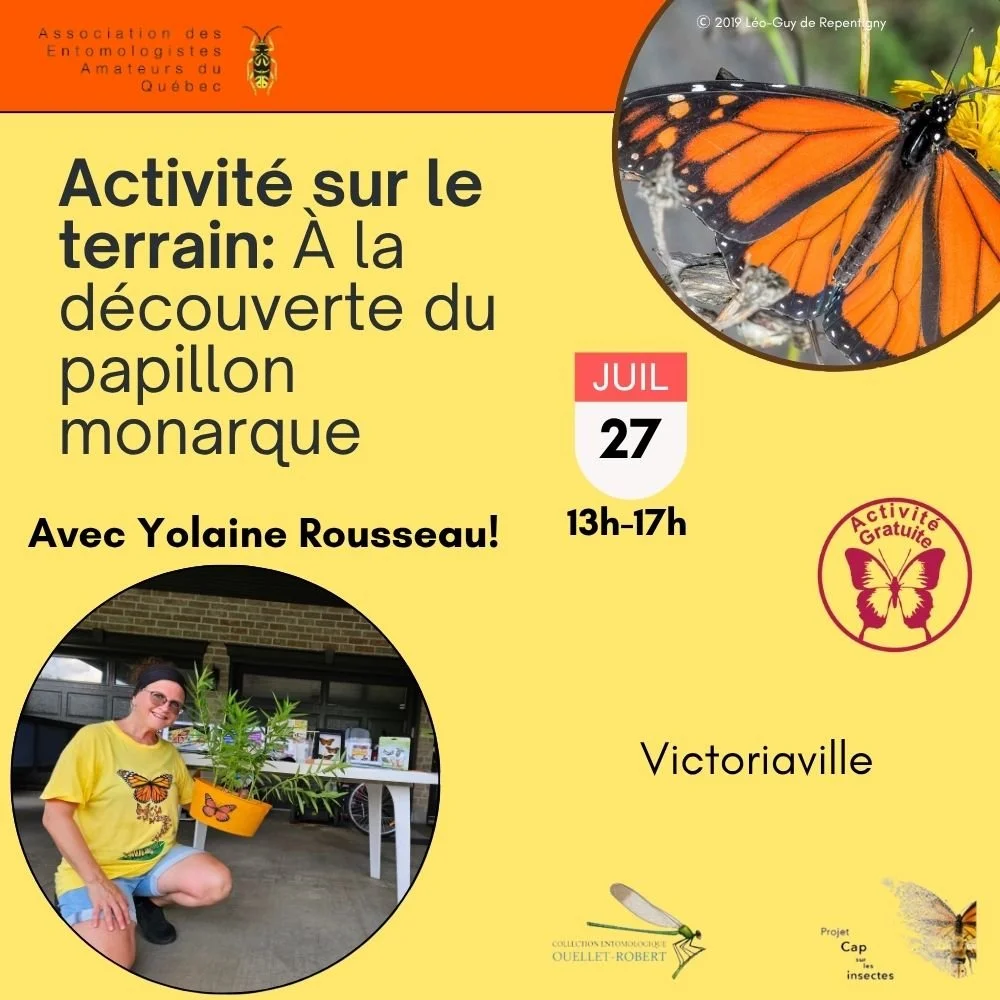 Activité sur le terrain: À la découverte du papillon monarque