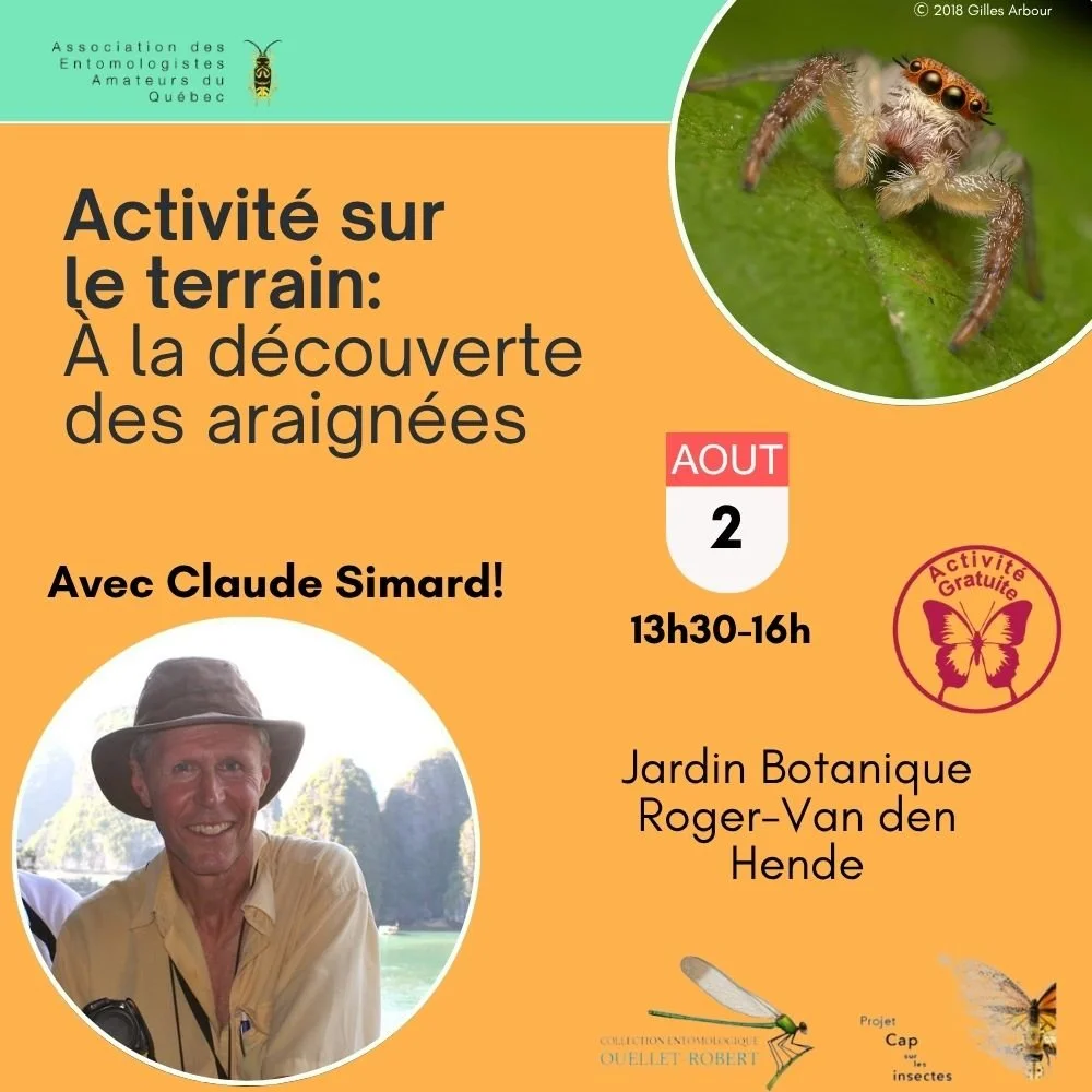 Activité sur le terrain: À la découverte des araignées