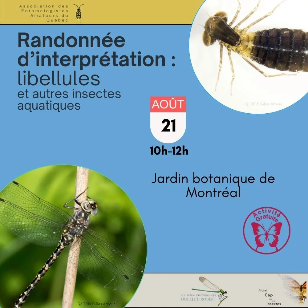 Randonnée d’interprétation : libellules et autres insectes aquatiques