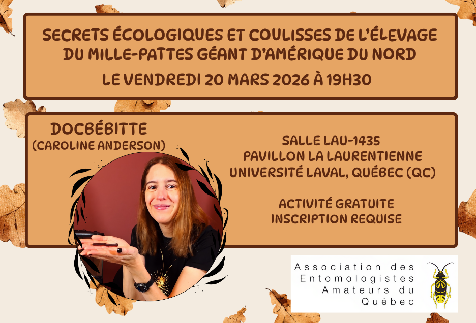 Secrets écologiques et coulisses de l’élevage du mille-pattes géant d’Amérique du Nord