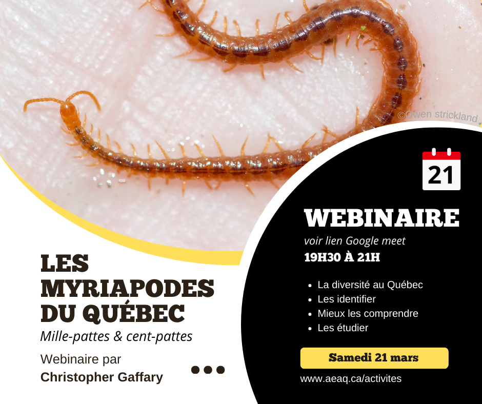 Webinaire Myriapodes du Québec