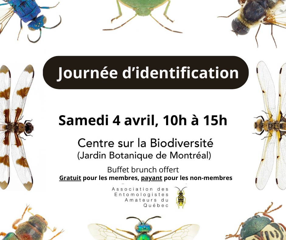 Journée d'identification