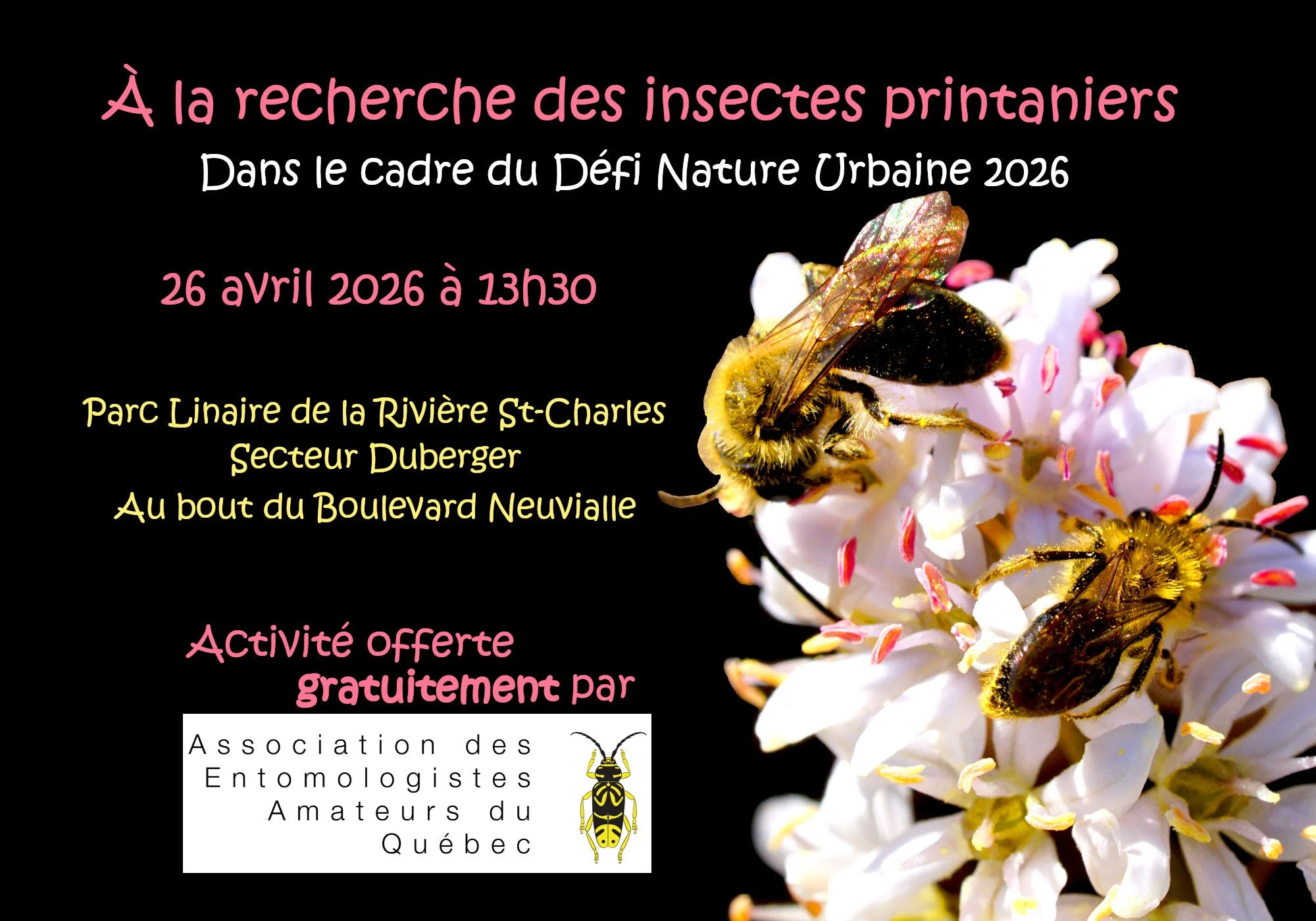À la découverte des insectes printaniers – Activité à Québec