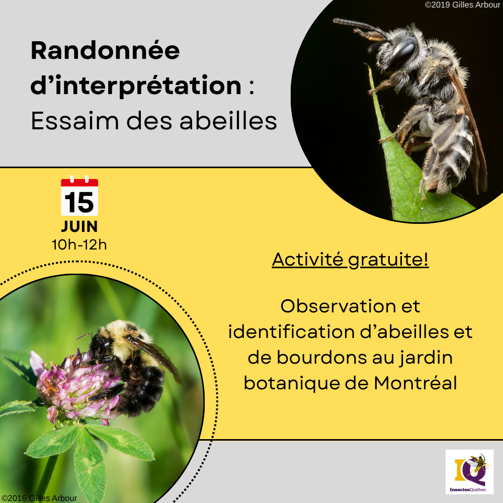 Randonnée d’interprétation: Essaim des abeilles