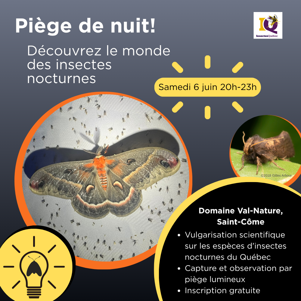 Piège de nuit! Découvrez le monde des insectes nocturnes