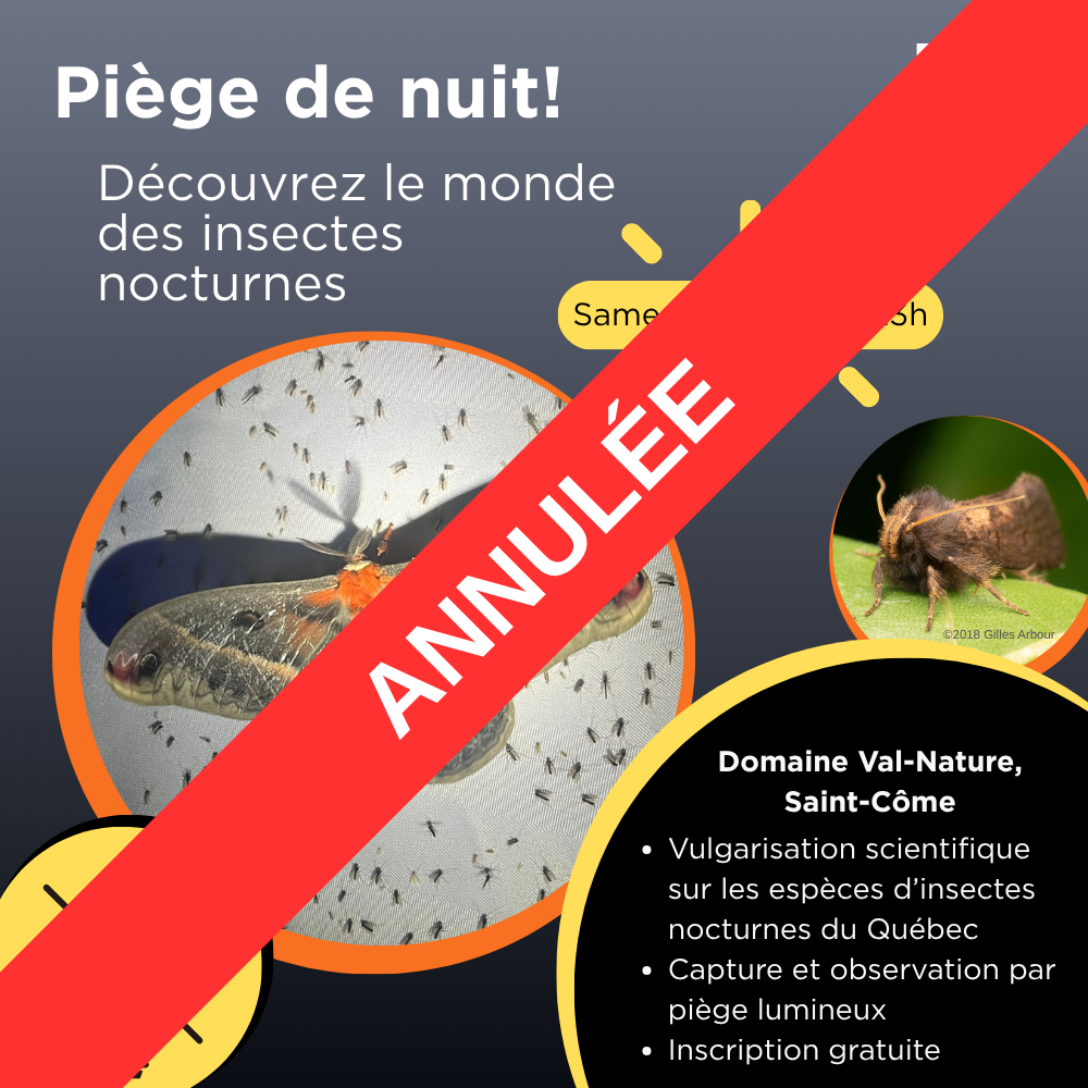 ANNULÉE Piège de nuit! Découvrez le monde des insectes nocturnes 