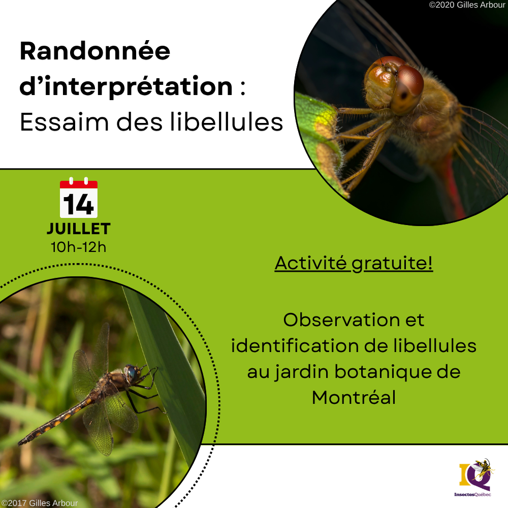 Randonnée d'interprétation : Essaim des libellules