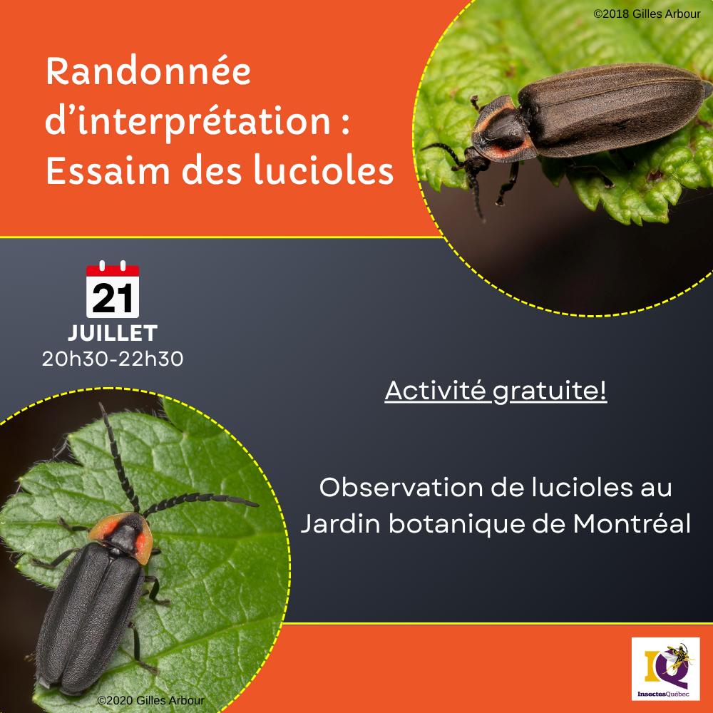 Randonnée d'interprétation : Essaim des lucioles
