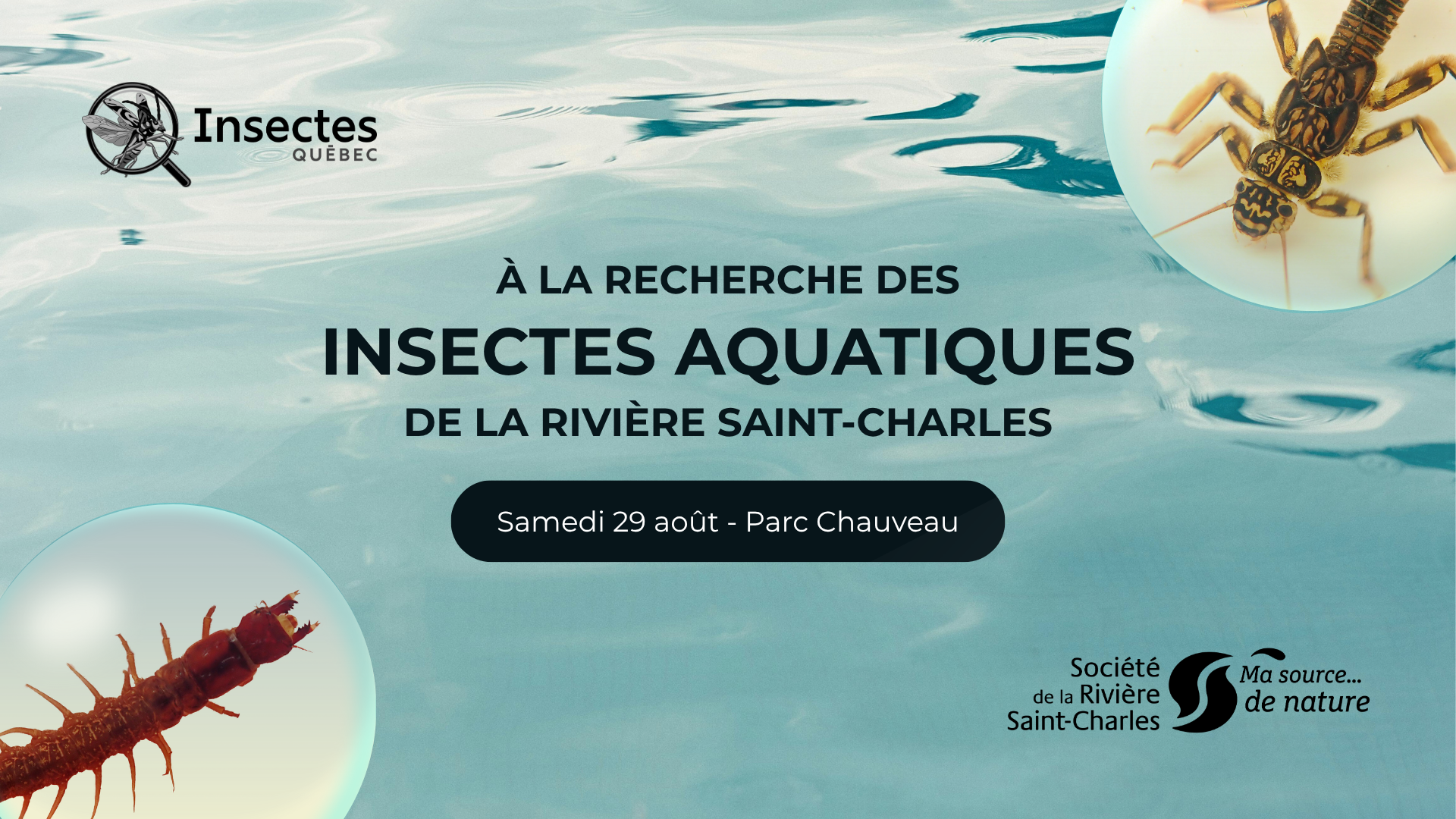À la recherche des insectes aquatiques de la rivière Saint-Charles