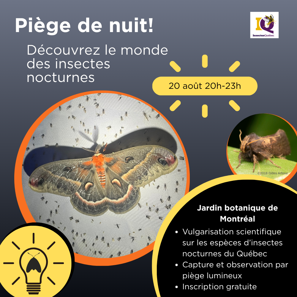 Piège de nuit! Découvrez le monde des insectes nocturnes