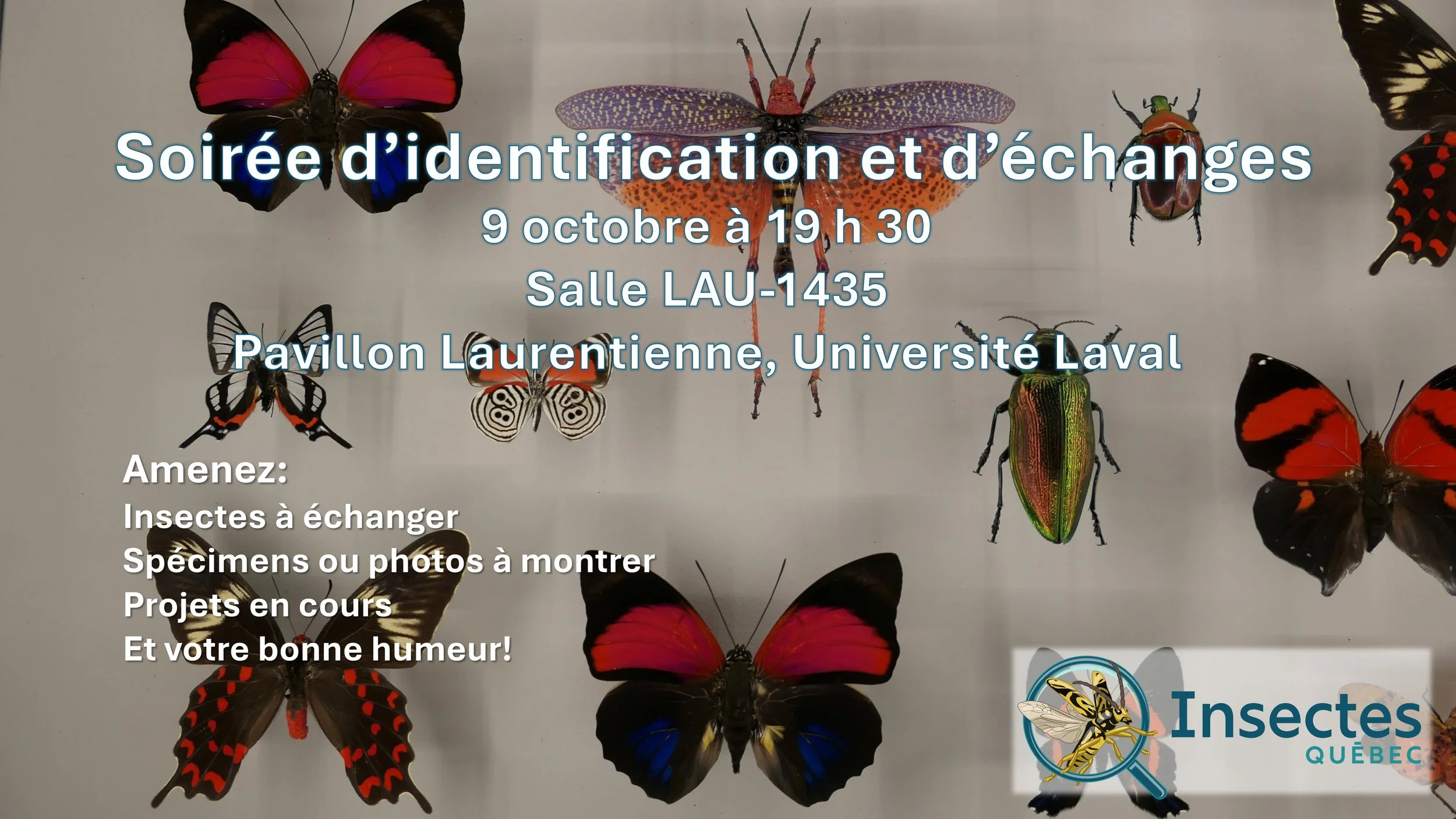 Soirée d’échanges entomologiques