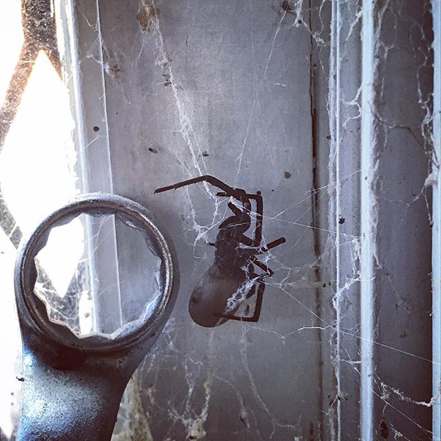 Holy shop spider! That's a 7/8 wrench. #woodworking #shopspider #atlanta #arachniphobia