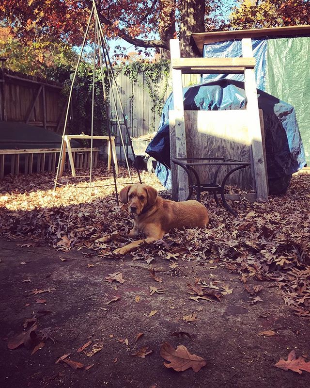 Get to work! Lazy #shopdog #shoplife #fall #dogsofinstagram #atlanta #fall