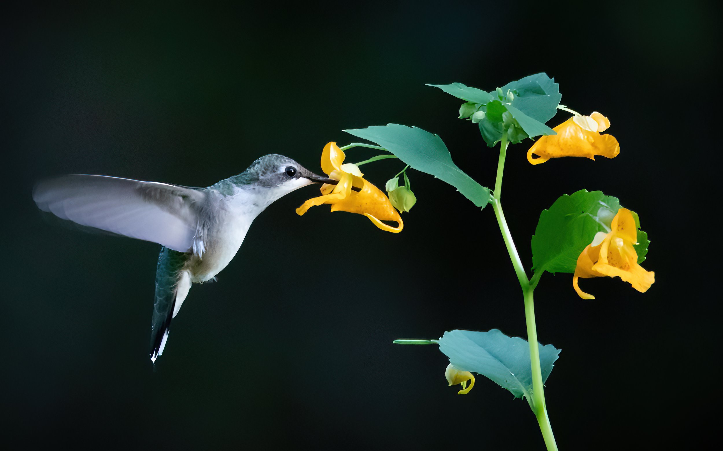 Summer Hummer-082523-Standard.jpg