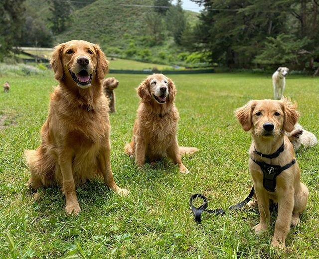 Life is pretty great when you&rsquo;re Golden. #goldenretriever #goldenretrieversofinstagram #itsgoodtobegolden #pacifica #montara #sfdogwalker #pacificadogwalker