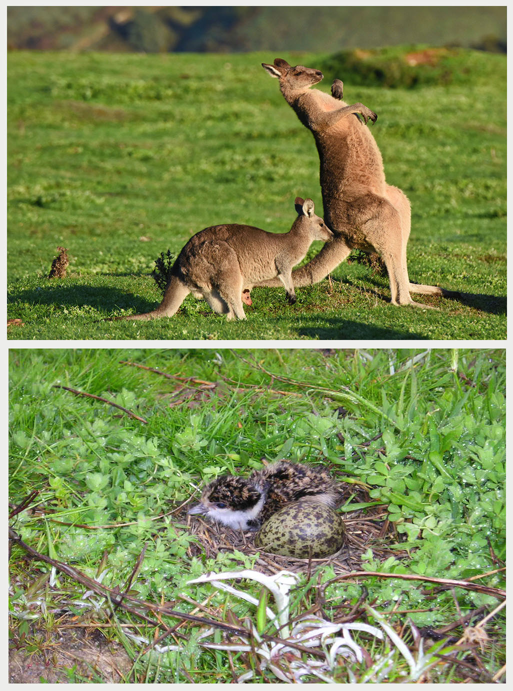 Great capture of the 'roos and that little plover chick looks so vulnerable waiting for it's brother/sister to arrive.