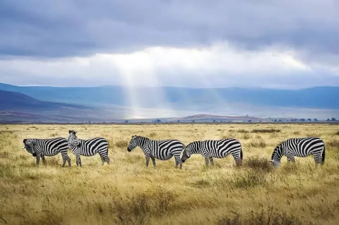 Zebras.jpeg