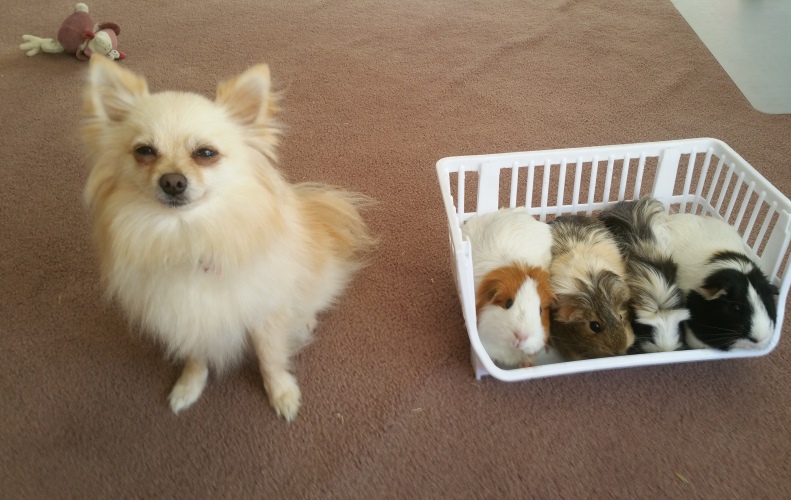 Sunny meets the piggies.jpg