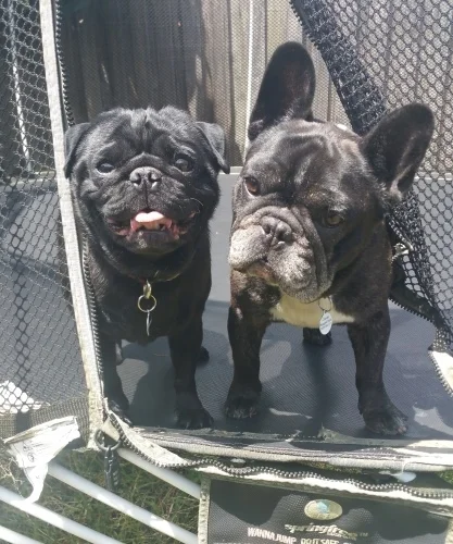 Sherman and Charlie on the Trampoline.jpg