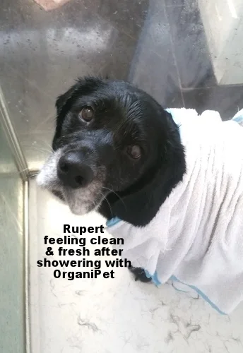 Rupert has a shower.jpg