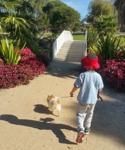 Sunny goes on a walk.jpg