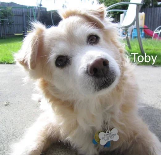 Toby 1.jpg
