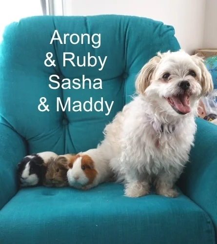 Arong and the Piggies.jpg