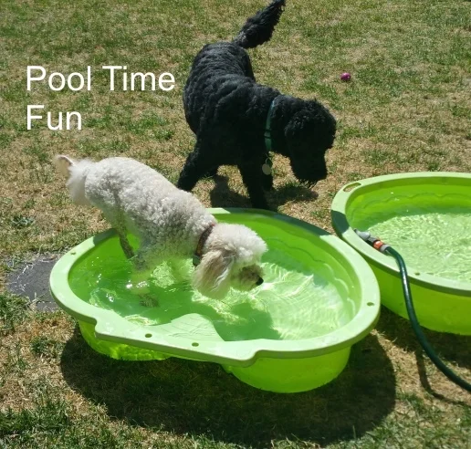 Rusty and Rusty Pool.jpg