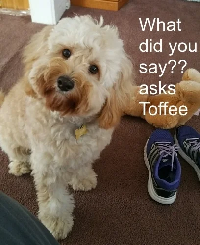 Toffee asks.jpg