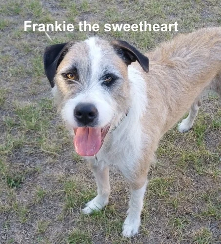 frankie.jpg