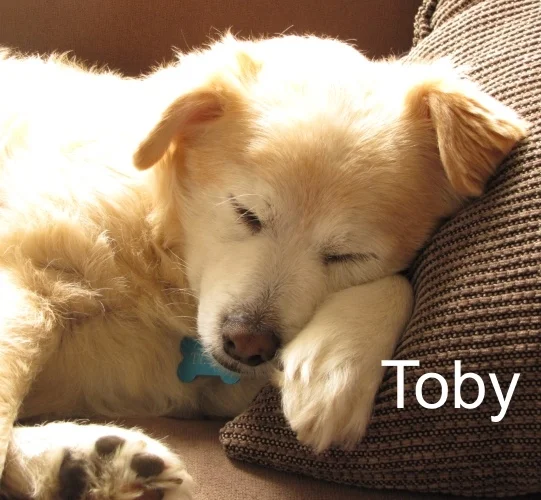 toby.jpg