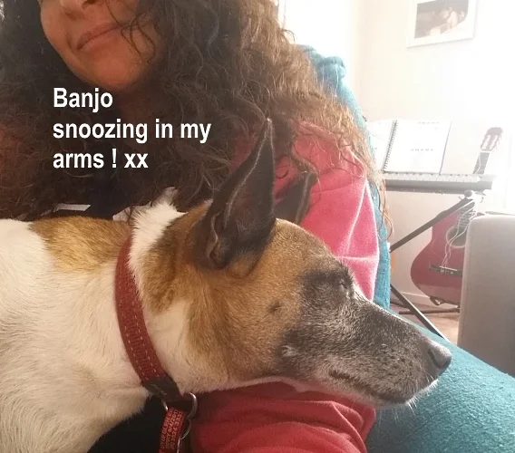 Banjo snoozing.jpg