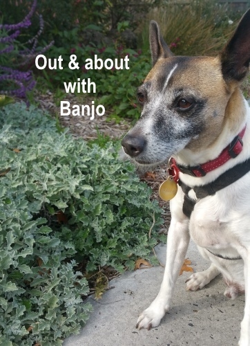 Out and About with Banjo.jpg