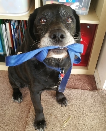 Doggy Manners - Guests Rules