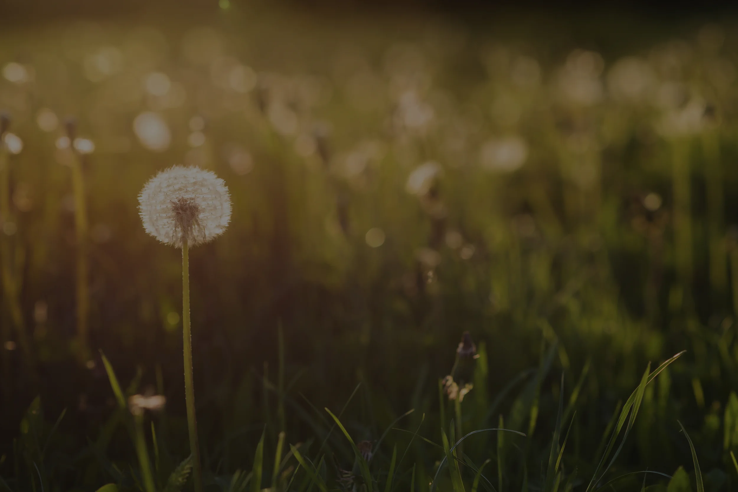 YPM Needs Banner Dandelion 2500.jpg