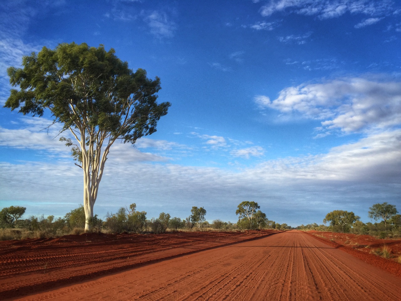 Pictured: A classic Australia Ghost gum on the Sandover Highway.