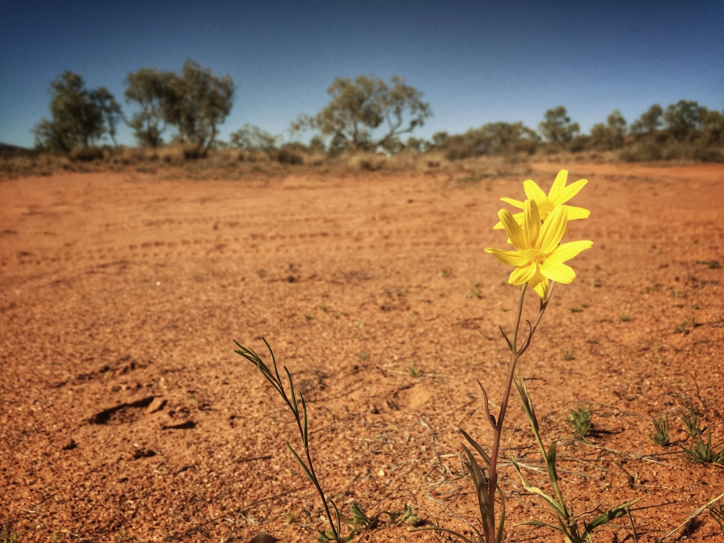 Pictured: The radiant beauty of a desert wildflower in all its glory.