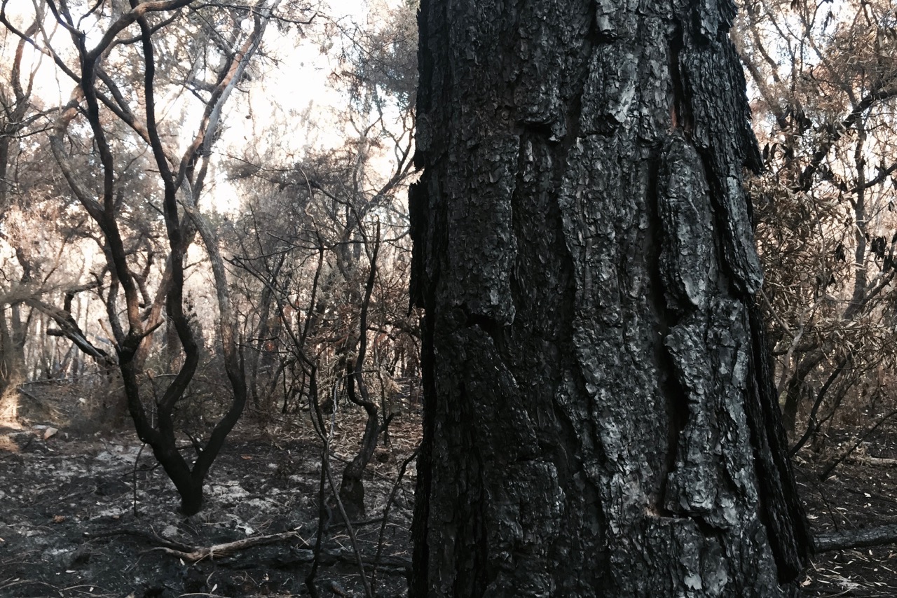 PICTURED: The charred bark of a pine tree in bushland near Lennox Head, NSW.