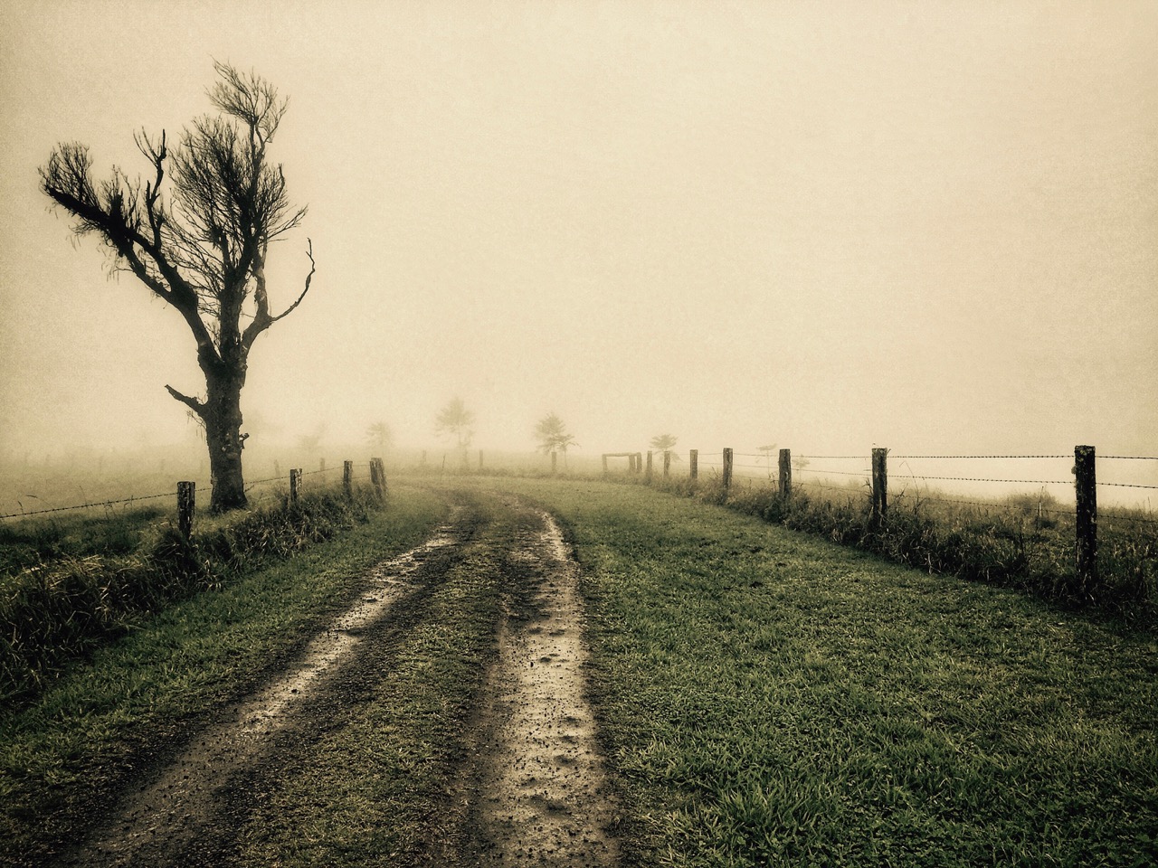 Pictured: The misty mornings of the Atherton Tablelands in far north Queensland.