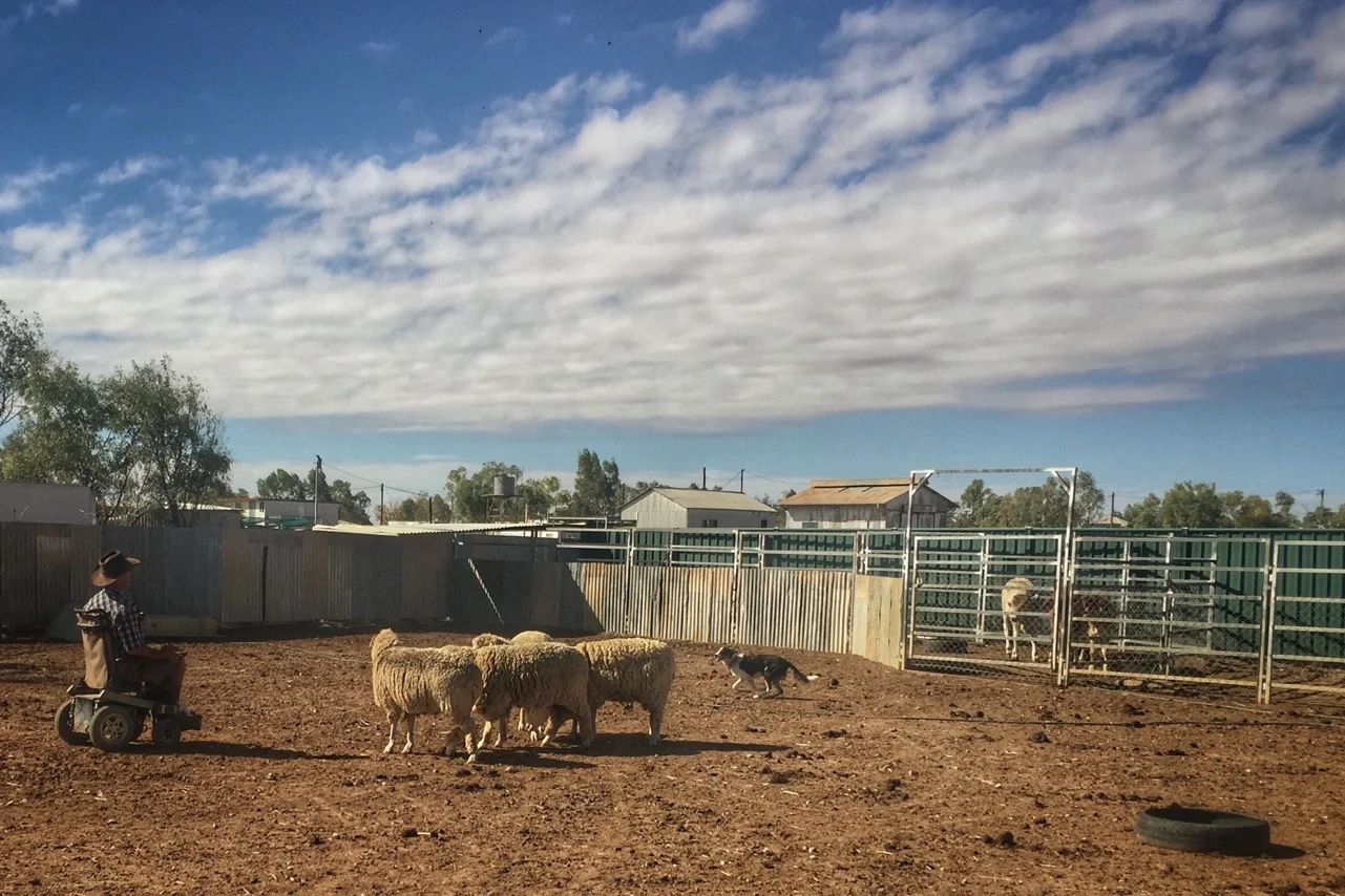 Pictured: Steven Elliot training a 'working dog' in the skills of mustering sheep and cattle from his home in Winton, Queensland.
