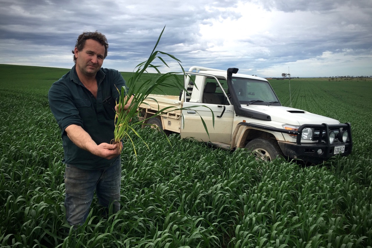 Pictured: Elden ‘Bousa’ Oster holding a cluster of wheat stems in a paddock that has miraculously flourished despite the erratic weather conditions of the past season. Along with his sons Jake and Charlie, Elden Oster takes great pride in working the land. He sees it as a great privilege to be part of feeding the world from the family farm on the Yorke Peninsula in South Australia. Despite the lack of early rains in April/May this year Elden moved ahead in faith to begin planting crops, asking God to use the land as a witness of His provision and faithfulness. Miraculously, the crop in this paddock is thriving. It’s still a long way to go before reaping begins in November but this is just another example of faith for the harvest. Believing for God’s best in the tough times and the good times. From one humble seed planted in faith an abundance can come. There are nine healthy stems on this one plant that all have the potential to produce quality heads of wheat. From one seed a multitude will grow. It seems to be the master plan of everything God has created. Please pray for the farming families across Australia who work tirelessly every year to produce food for the nations of the world. Without them we would not have the basic essentials for our everyday lives. 