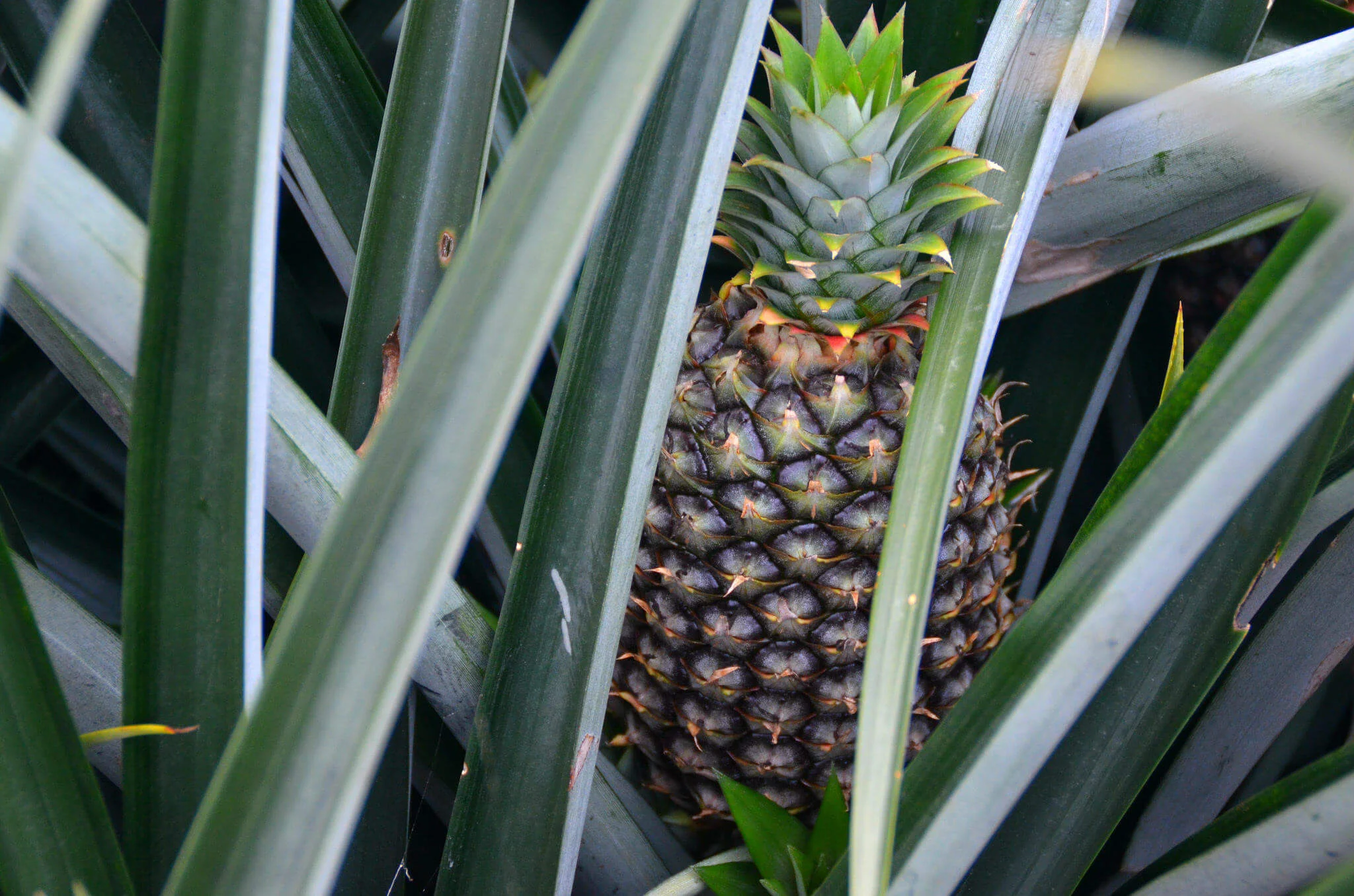 pineapple2.jpg