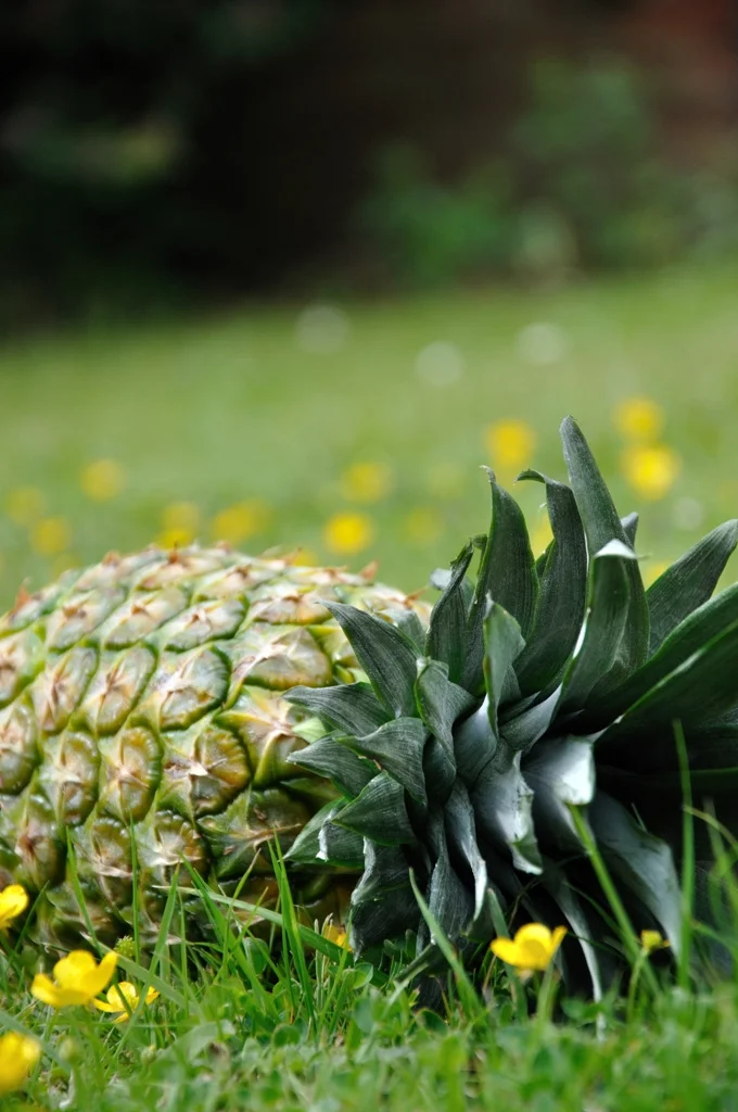 pineapple3.jpg