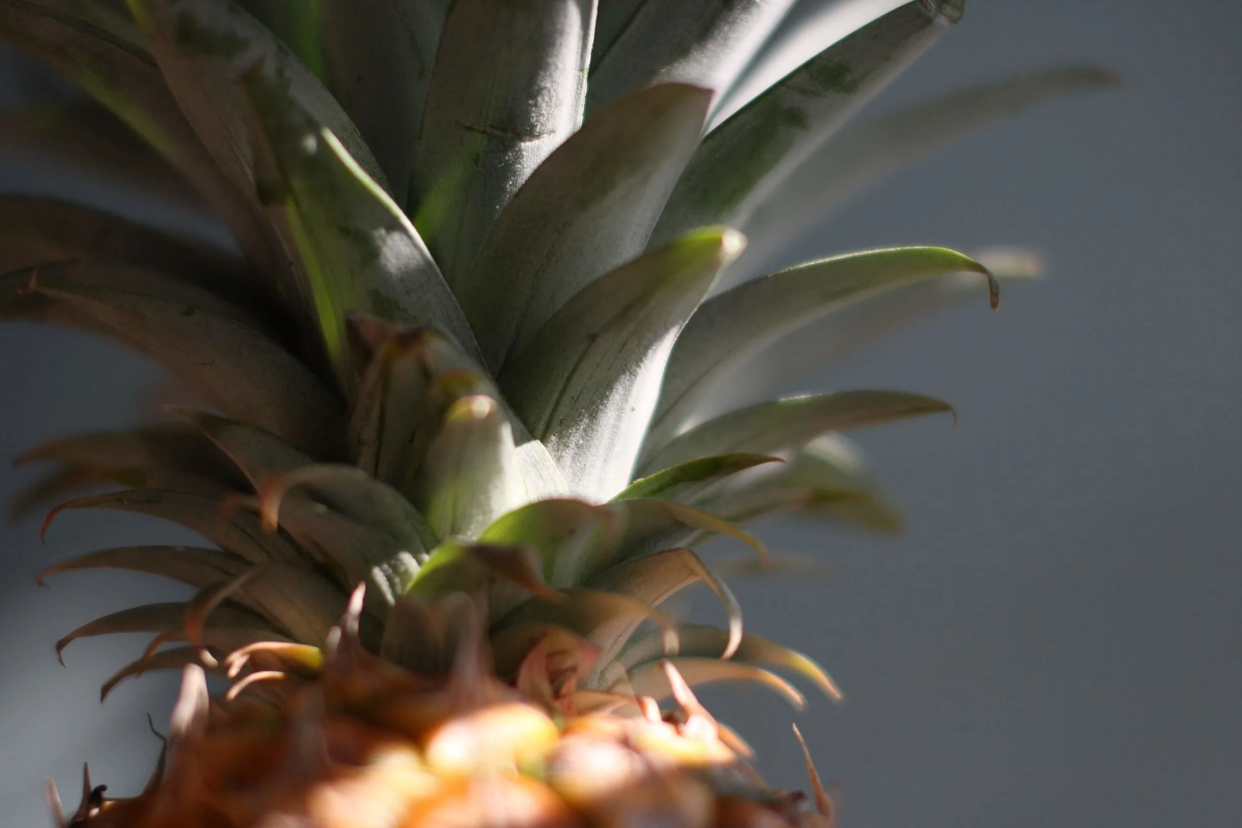 pineapple1.jpg