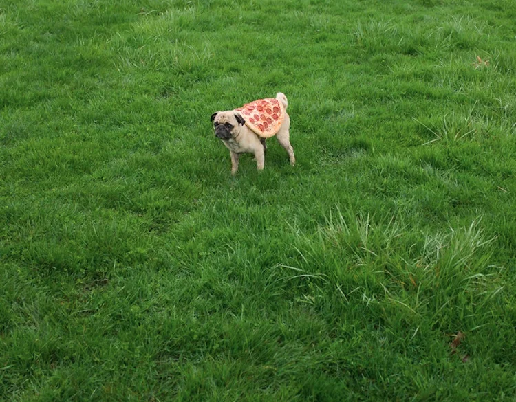 pizza-dog.jpg