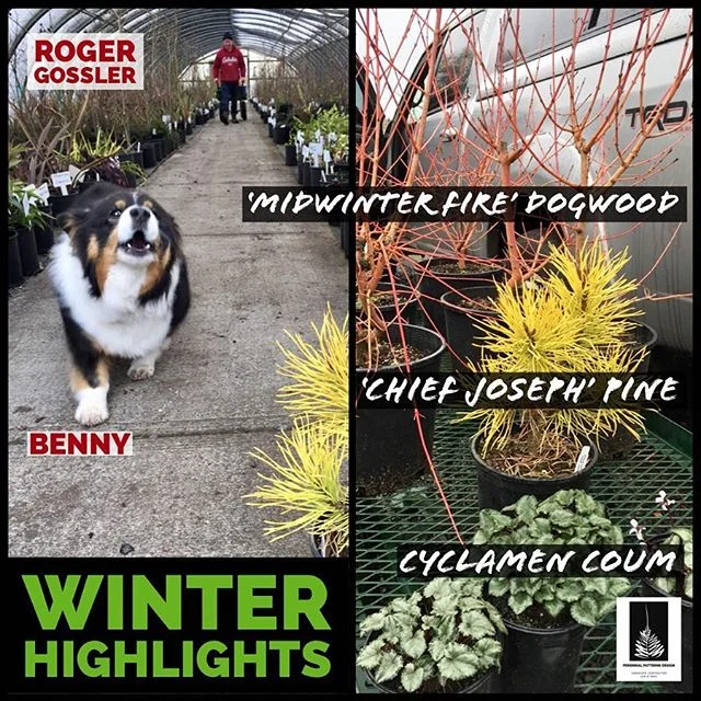 At Gossler Farms Nursery today picking up some winter bling! ⚡️To light up your landscape in January check out the blazing &lsquo;Midwinter Fire&rsquo; Dogwood, or the rare PNW Native &lsquo;Chief Joseph&rsquo; Pine that turns golden yellow in the co